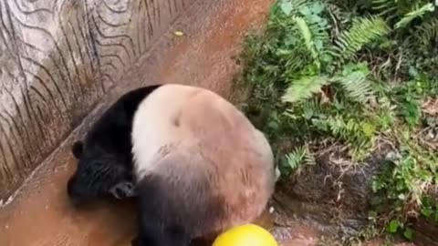 Panda Pandemonium: Funny and Cute Moments Compilation"