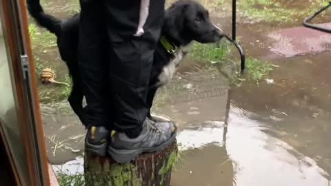 Poor Pupper Put Off By Flooded Backyard