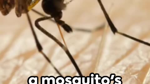 Why mosquitoes buzz near ear at night