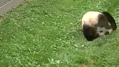 Panda Cam Highlights! Smithsonian Channel