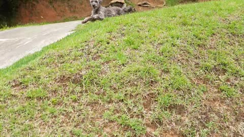 Dog is extremely happy to see her owner arrive