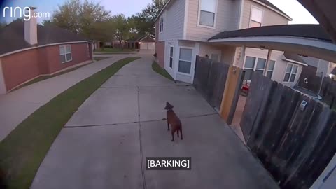 Owner Tells Dog To Go Back Inside Via Spotlight Cam - RingTV