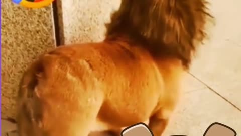 Funny Dog - Best Of All TIME Funny Animal Videos #Funny # Shorts #Dog #yashwinsworld (1)