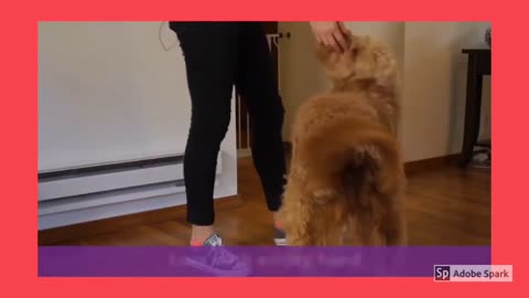 dog traning video 🦮🦮🦮🦮🦮