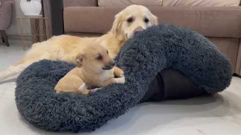 Golden Retriever doesn't want to share his bed with a Puppy