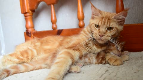 Cat Dad Paws at Owner Trying to Pet Kitten