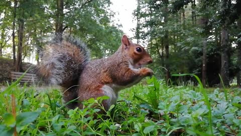 Squirrel Antics with nature sounds to enjoy