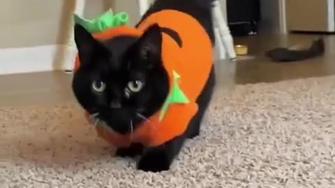 Pumpkin Cat