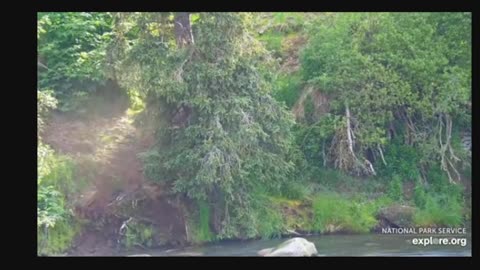 LIVE Bear cam: Brooks Falls - Katmai National Park, Alaska July 9, 2023