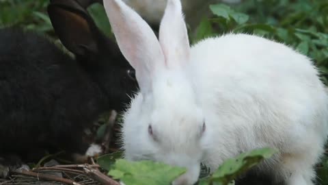 Cute rabbit 🐇😍