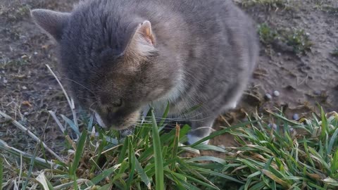 A Cat Eating Grass