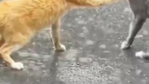 Fierce Battle Of Cats Getting Wet in The Rain #shorts #shortsvideo #video #viral