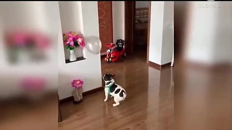 Dog funny video and cute dog trainer