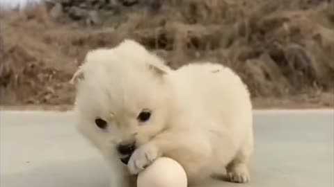 Puppy playing with egg