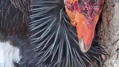 An wild and endangered California condor raises her chick on our Condor Cam ❤️