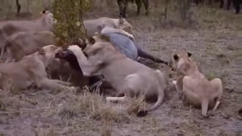 Most Amazing Wild Animal Attacks Lion vs Buffalo Big Battle Animals Fight