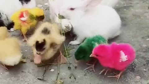 Cute rabbit and duck