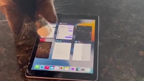 The cat launched the game on the tablet by itself