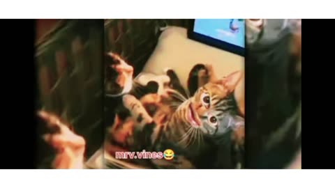 Bagad Billa funny video 😂\\😹Bagad BILLA\\ funny reels 😂\\ Mr_ a_v_i_n_a_s_h___2003 funny 🐈 cat video