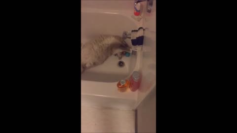 Kitty Cat Just Wants to Have Fun!