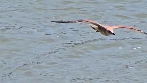 Beautiful seagull in flight.