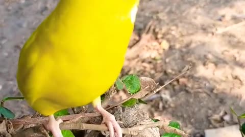 Funniest animal Beautiful parrot