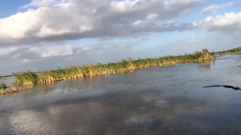 Hunter stops ALLIGATOR ATTACK while duck hunting in Florida (Swamp N Stomp ep. # 40)