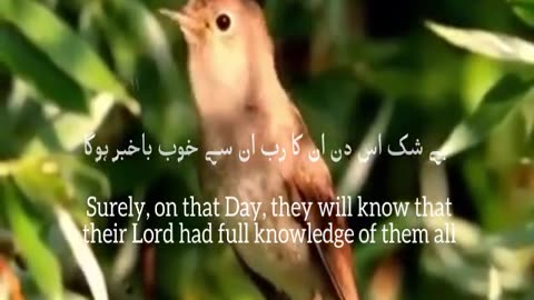 surah al adiyat quran recitation| quran ki tilawat |no copyright | ISLAMIC HISTORY