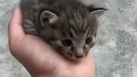 OMG, Cuteness Overloaded! Super Cuteness Kitty Cats Shorts Videos 😺😍😘