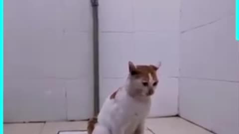 Cute cat are used to toilet