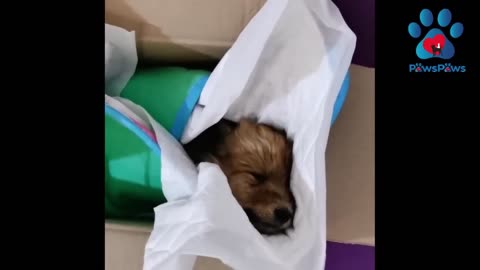 Tears Flow, Tiny Puppy Can Only Cry Because Of Being Abandoned, Struggling An A Bag...