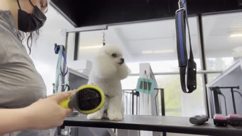 Dog Full Grooming | Dog Full Body Haircut | Dog Groomer