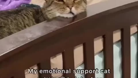 "Not even worth negotiating a raise" #viral #cats #kitten #viralcats subscribe for more ♥️