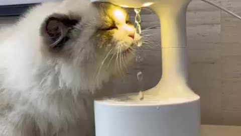 Cat humidifier 🤣