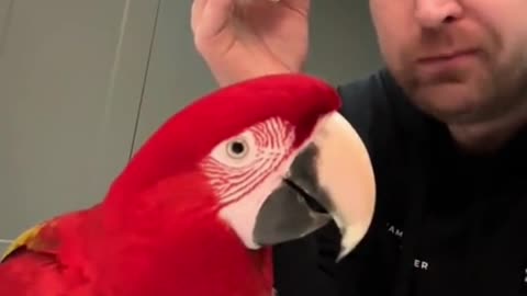 Sassy pet Macaw craving a taste of owner's meal