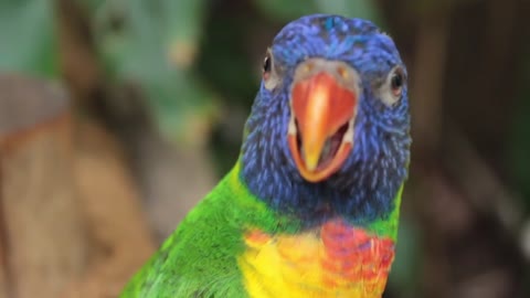 Colorful Yellow PARROT