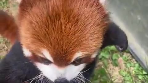 Red Panda.. 😊