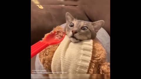 Funny Animals Videos Part 5 by rizaviz