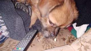 Dog tastes salted peanuts