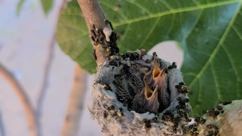 Two hummingbird babies waiting for dinner