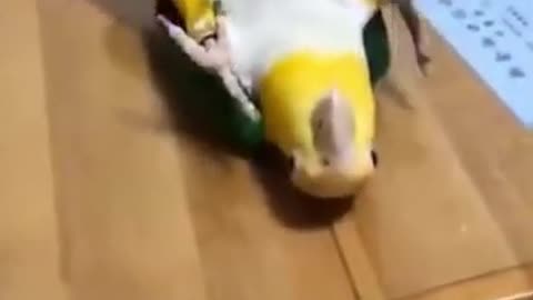 Parrot Whistle Training