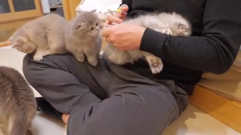 The kittens fighting over their owner's lap were so cute...