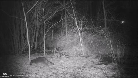 Backyard Trail Cam - Racoon