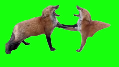 Laughing Foxes | Green Screen