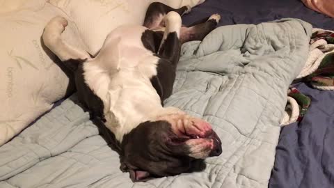 Sleeping pitbull puppy sleeps with belly in the air