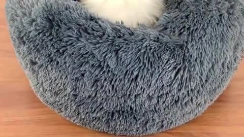 Round Cat Beds House Soft Long Plush Best Pet Dog Bed #pets #shorts #innovative #cool