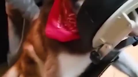 funny dog massage