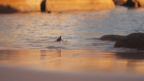 Cute Pinguin - Beach - Wild animal's Life - Adorable