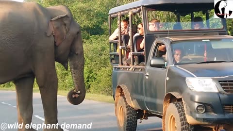 elephent funny video