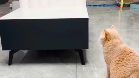 "Watch This Amazing Cat Play Ping Pong Like a Pro!"